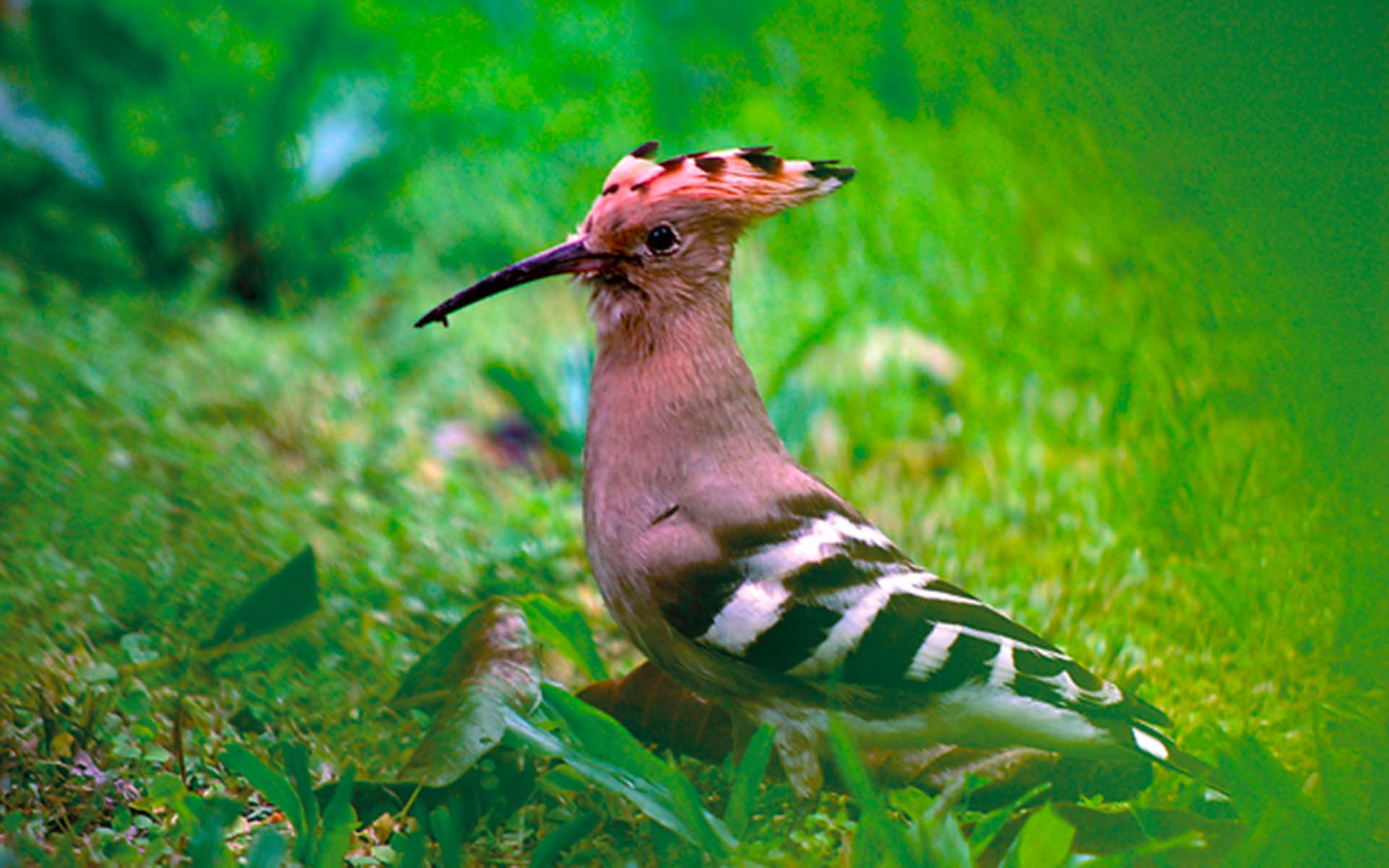 Fauna – Travel House Nepal